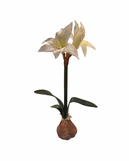 Small White Amaryllis