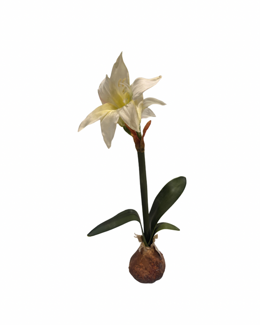 Small White Amaryllis
